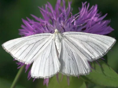 Siona lineata