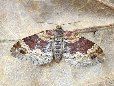 Xanthorhoe spadicearia