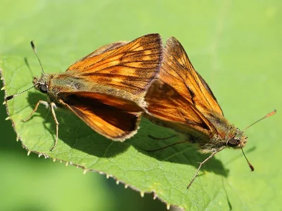 Ochlodes sylvanus