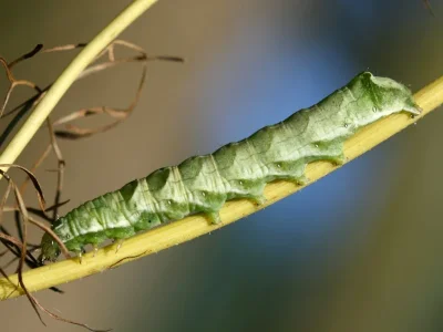Melanchra persicariae