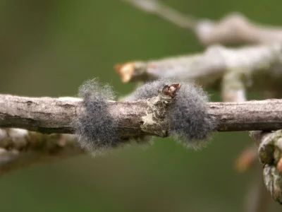 Eriogaster (Eriogaster) lanestris