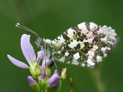 Anthocharis (Anthocharis) cardamines