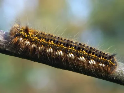 Euthrix potatoria