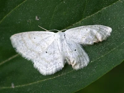 Scopula (Ustocidalia) immutata