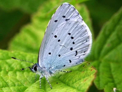 Celastrina (Celastrina) argiolus