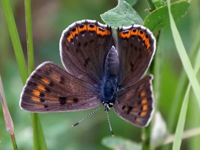 Lycaena (Thersamolycaena) alciphron
