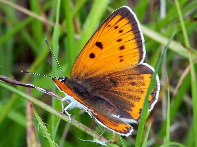Lycaena (Thersamolycaena) dispar