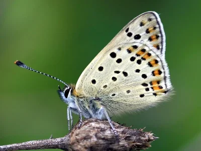 Lycaena (Heodes) tityrus