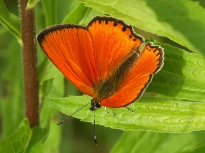 Lycaena (Heodes) virgaureae