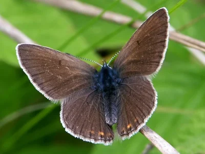 Polyommatus (Plebicula) amandus