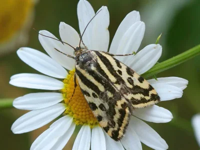 Acontia (Emmelia) trabealis
