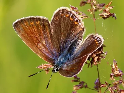 Polyommatus (Polyommatus) icarus