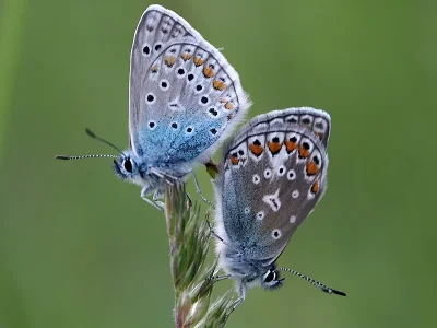 Polyommatus (Polyommatus) icarus