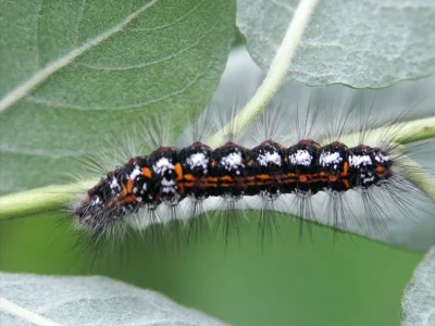 Euproctis (Sphrageidus) similis