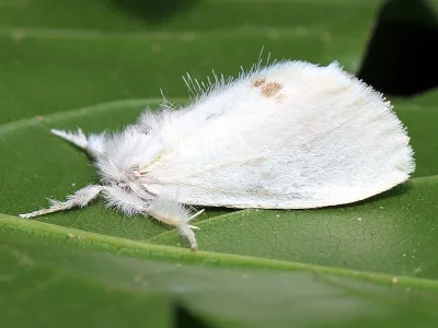 Euproctis (Sphrageidus) similis