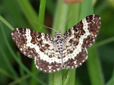 Epirrhoe tristata