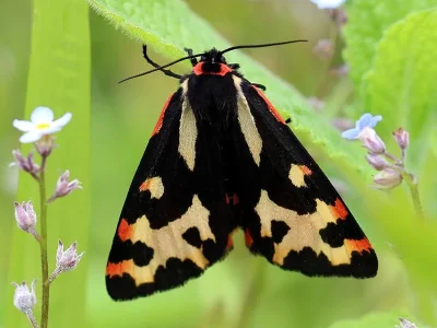 Arctia plantaginis