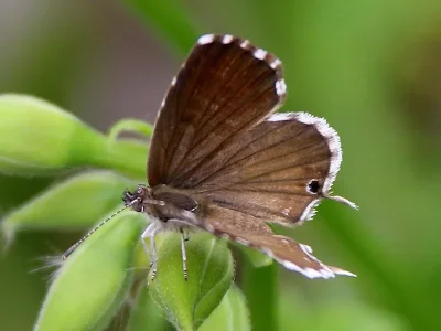 Cacyreus marshalli
