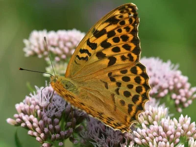 Argynnis (Argynnis) paphia
