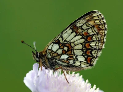 Melitaea (Mellicta) athalia