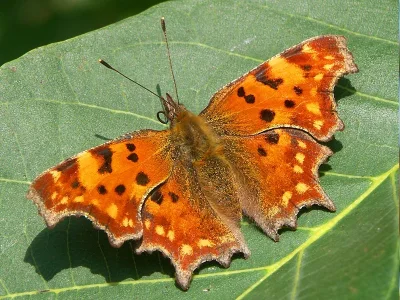 Polygonia c-album