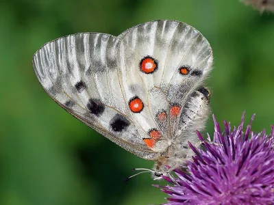 Parnassius (Parnassius) apollo