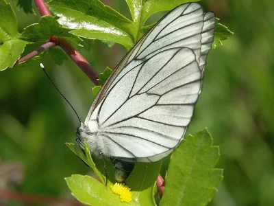 Aporia crataegi