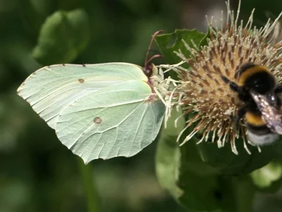 Gonepteryx rhamni