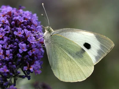 Pieris (Pieris) brassicae