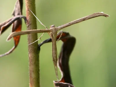 Emmelina monodactyla