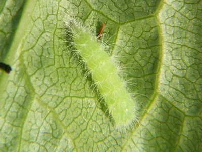Pterophorus pentadactyla