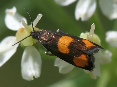 Pammene aurana