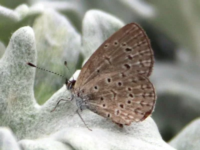 Zizeeria knysna