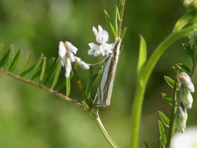 Crambus pascuella