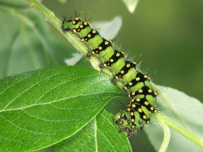 Saturnia (Eudia) pavonia
