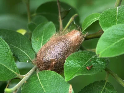 Saturnia (Eudia) pavonia