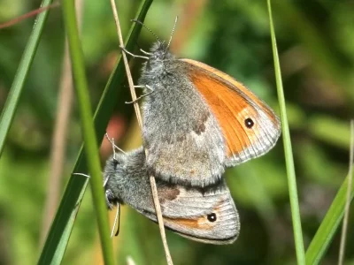 Coenonympha pamphilus