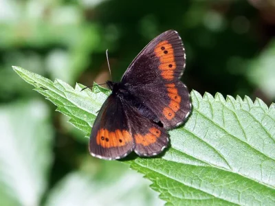 Erebia euryale