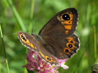 Lasiommata petropolitana