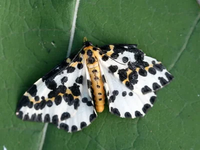 Abraxas (Abraxas) grossulariata