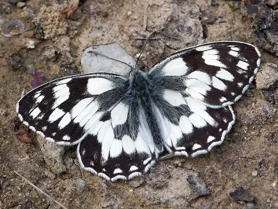Melanargia (Melanargia) galathea