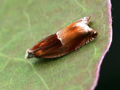 Ancylis mitterbacheriana