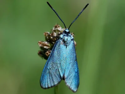 Adscita (Adscita) statices