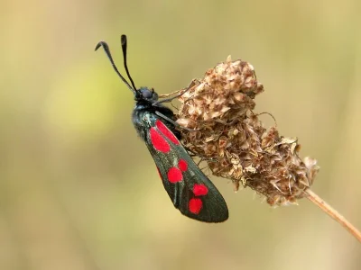 Zygaena (Zygaena) filipendulae