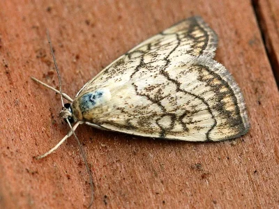 Evergestis pallidata