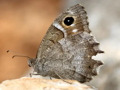 Hipparchia (Neohipparchia) statilinus