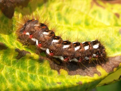 Acronicta (Viminia) rumicis