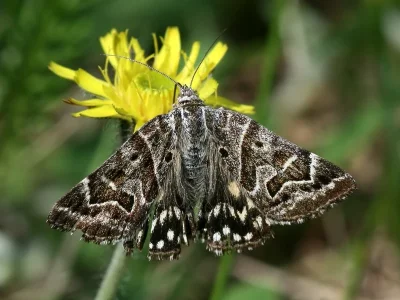 Euclidia (Callistege) mi
