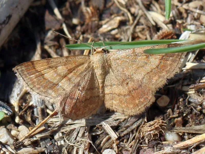 Scopula (Scopula) rubiginata