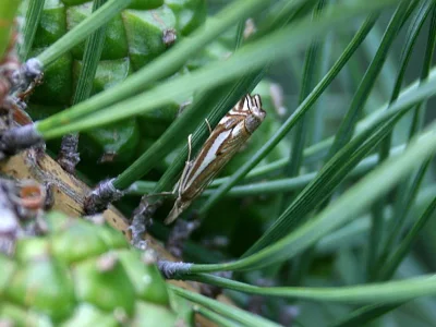 Crambus pratella